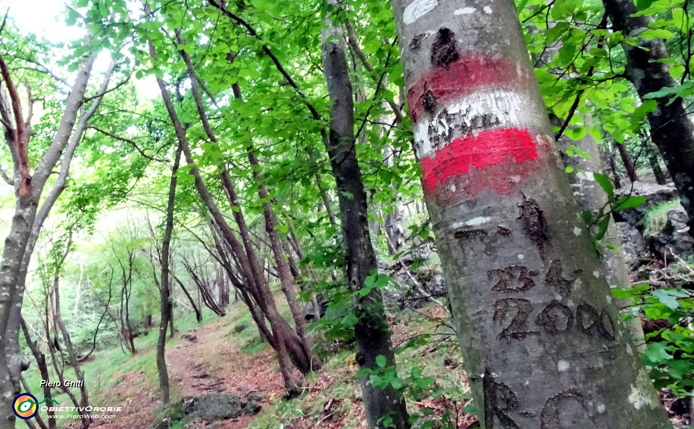 31 Indicazioni e...incisioni su corteccia d'albero.JPG -                                